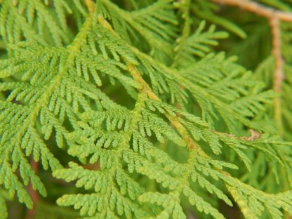 Potential aid to reverse spike protein damage with suramin, shikimic acid & pine needle tea White-Cedar-trees