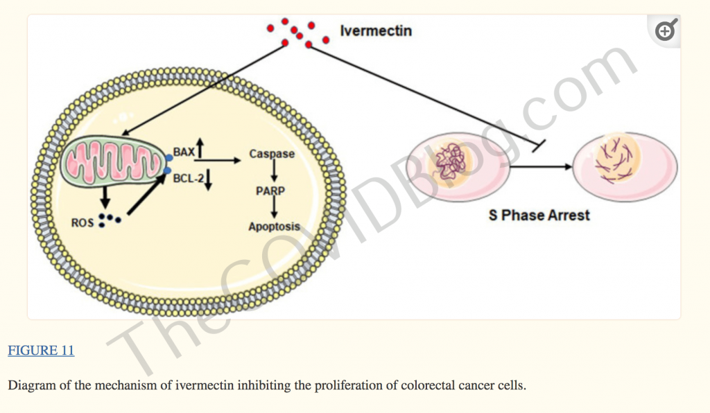 Truth Bombshell: 9 peer-reviewed studies conclude that Ivermectin is a powerful, highly-effective anti-cancer drug Ivermectin-Cancer-diagram-1024x596